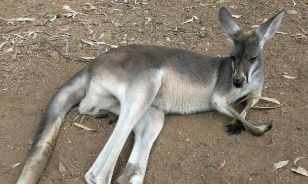 PETITION: Justice for 20 Kangaroos Run Over in Sadistic Killing Spree