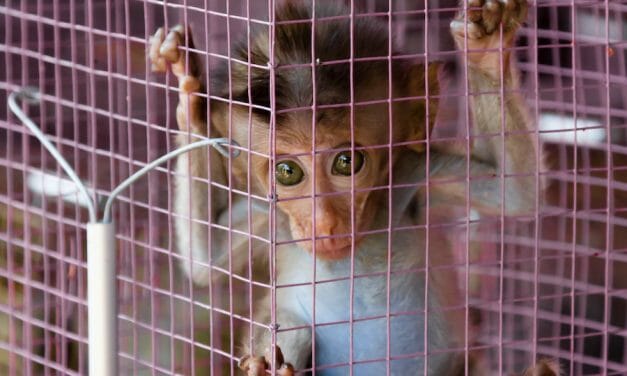 SIGN: Pass the Captive Primate Safety Act to Save Monkeys from Misery as ‘Pets’