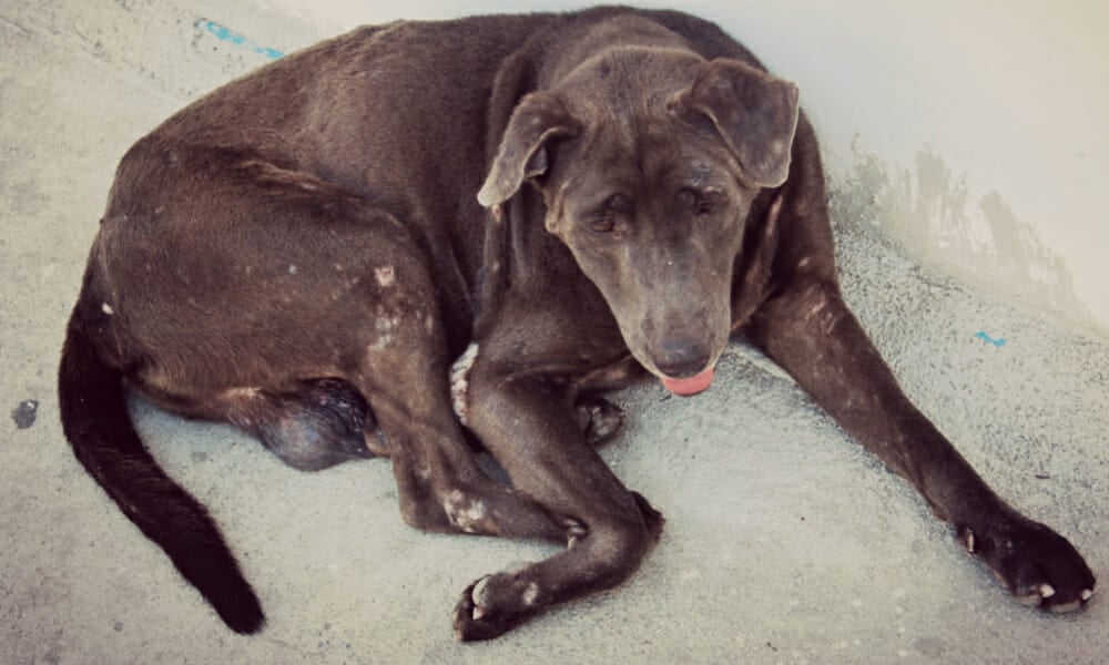 SIGN: Justice for Dog Roped Up in Basement to Starve in ‘Slow, Suffering Death’