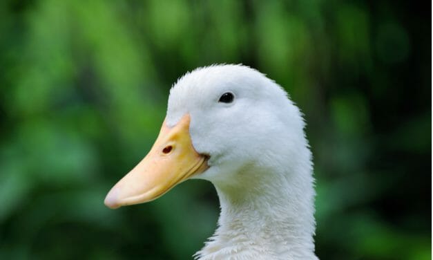 Victory for Ducks and Geese! NYC Votes to Ban Foie Gras