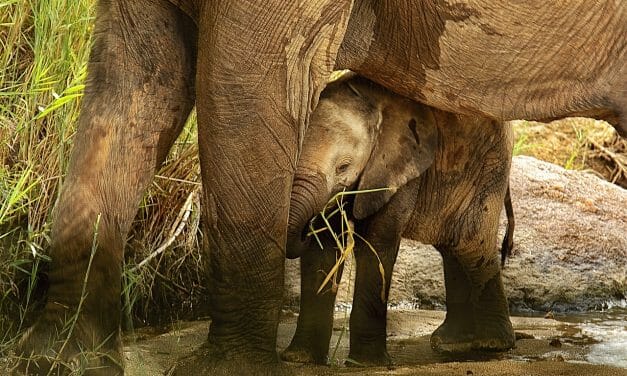 11 Elephants Tragically Die In Waterfall Trying to Save A Baby’s Life