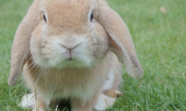 This New Browser Extension Helps You Shop Cruelty-Free on Amazon