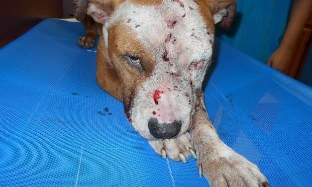 SIGN: Justice for Bleeding, Wounded ‘Bait Dog’ Dumped in Ditch to Die