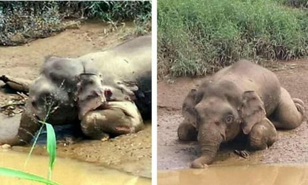 SIGN: Justice for Pygmy Elephant Shot 70 Times, Tusks Hacked Off