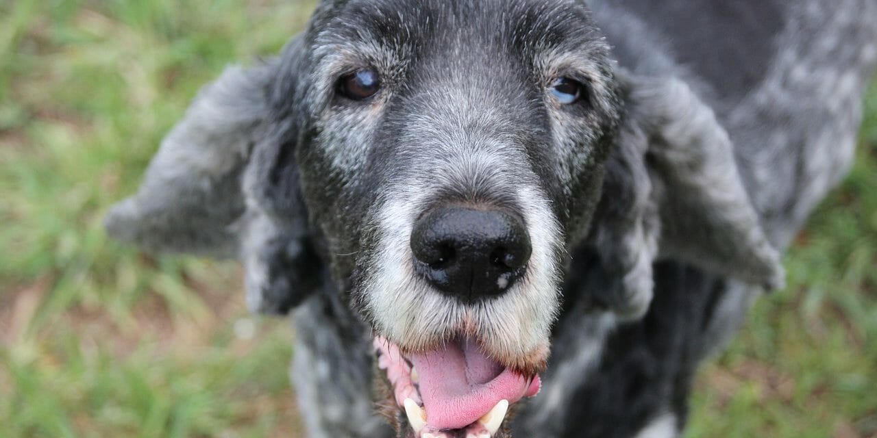 senior dog smiling