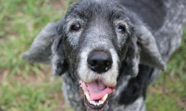 Did You Know November is Adopt A Senior Pet Month?