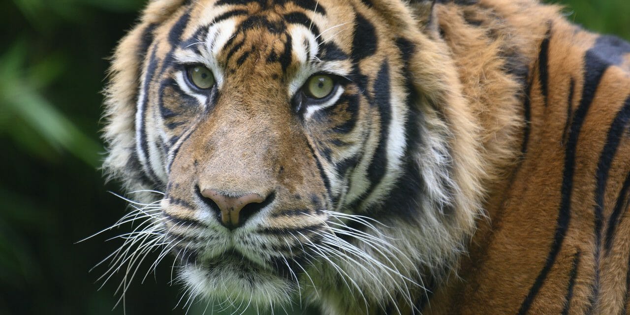 tiger staring into camera