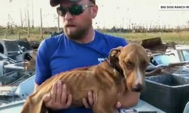 ‘Miracle’ Dog Rescued After Weeks Trapped Under A Pile of Rubble from Hurricane