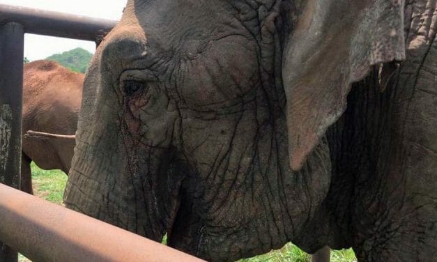 Ramba, The Last Circus Elephant in Chile, Is Now Safe At Her Sanctuary Home