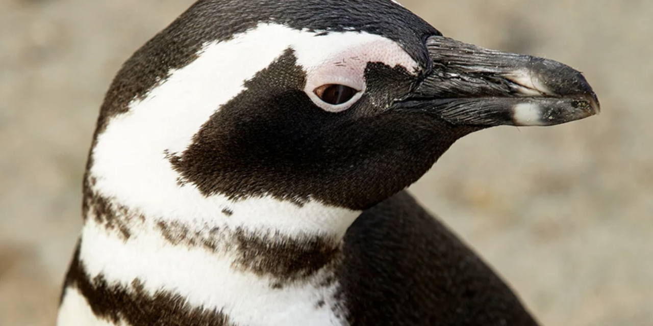 penguin advertised in one of Airbnb’s ethical animal wildlife experiences