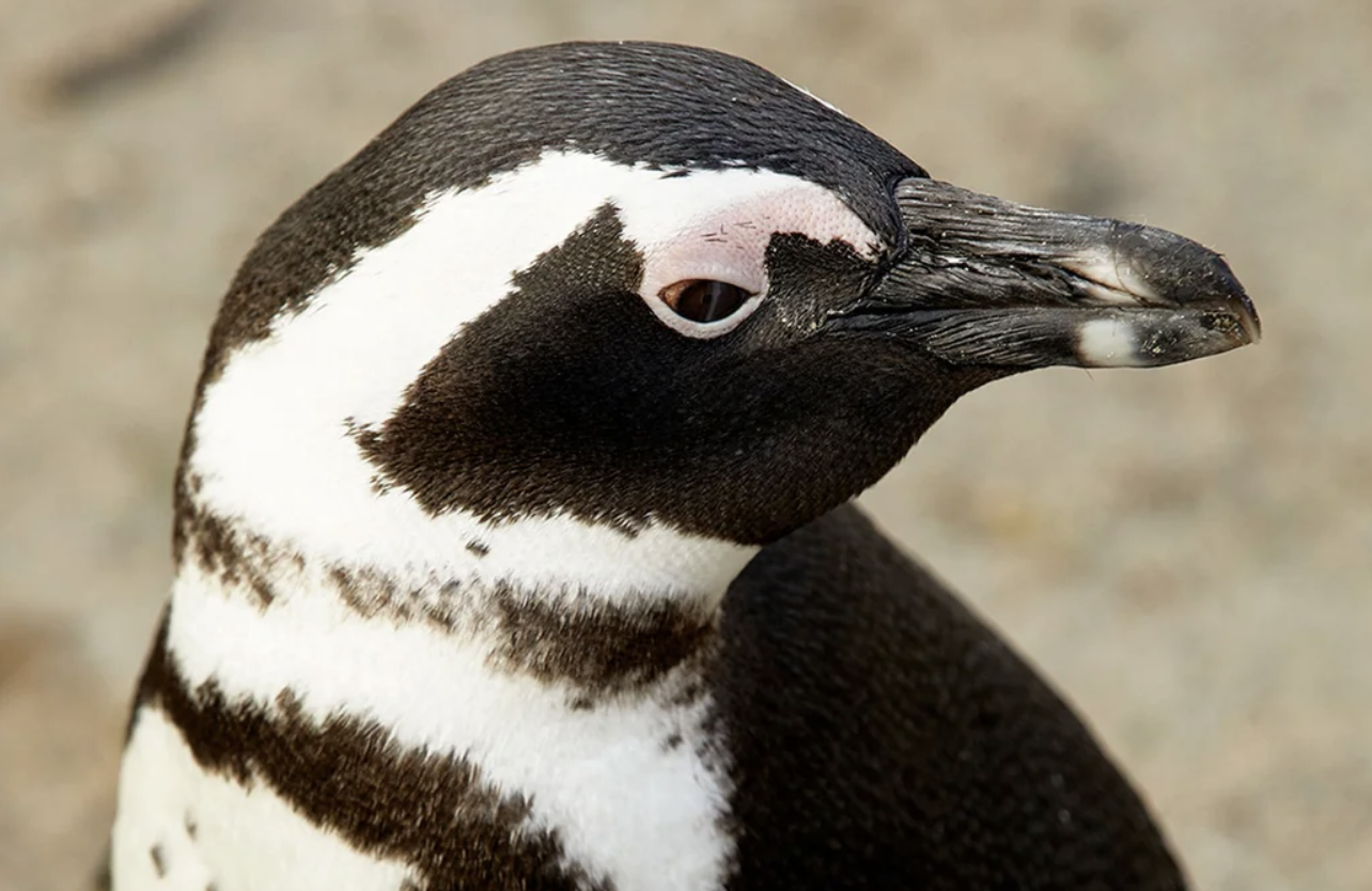 penguin advertised in one of Airbnb’s ethical animal wildlife experiences