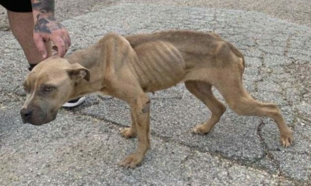 SIGN: Justice for Skeletal Puppy Thrown Out of Car Window