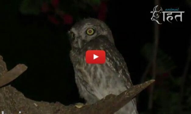 VIDEO: Adorable Orphaned Owlet Adopted by New Owl Family