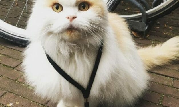 Meet Professor Doerak, the Campus Cat With His Own ID Card
