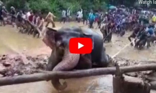 VIDEO: Village Bands Together to Save Elephant Stranded in Swampy Well