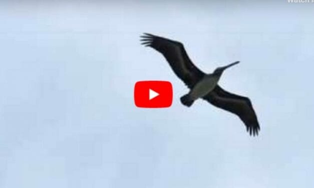 VIDEO: Pelicans Saved from Hurricane Fly Back to Freedom