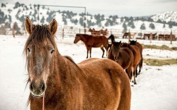 80 Vets Sign Letter to BLM Condemning Brutal Horse Sterilization Experiments