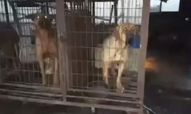 SIGN: Close the Hellish Dog Meat Farms of Ganghwa Island County, S. Korea