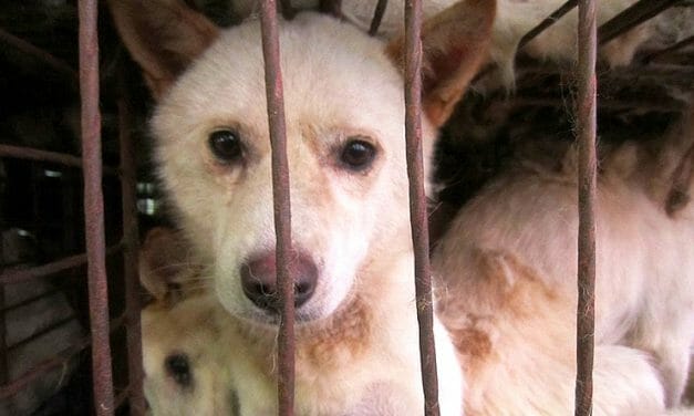 SIGN: To the First Lady of S. Korea, we urge you to push for a ban on the dog meat trade!