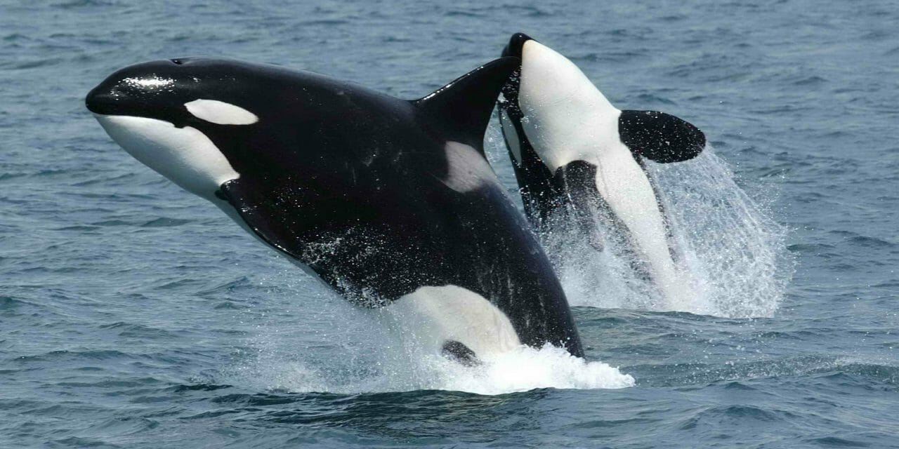 Killer whales are closer to being free from captivity and forced entertainment