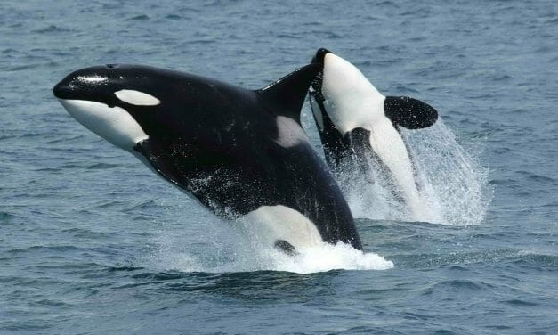 Victory for Whales and Dolphins! TripAdvisor Stops Selling SeaWorld Tickets