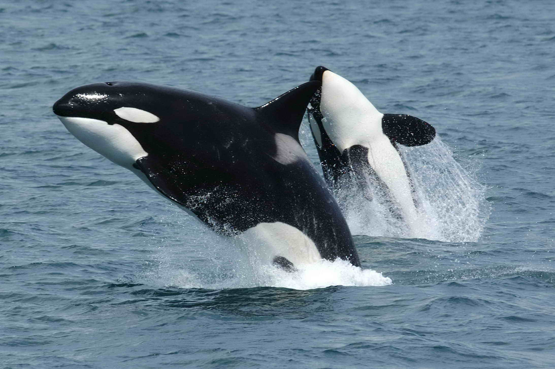 Killer whales are closer to being free from captivity and forced entertainment