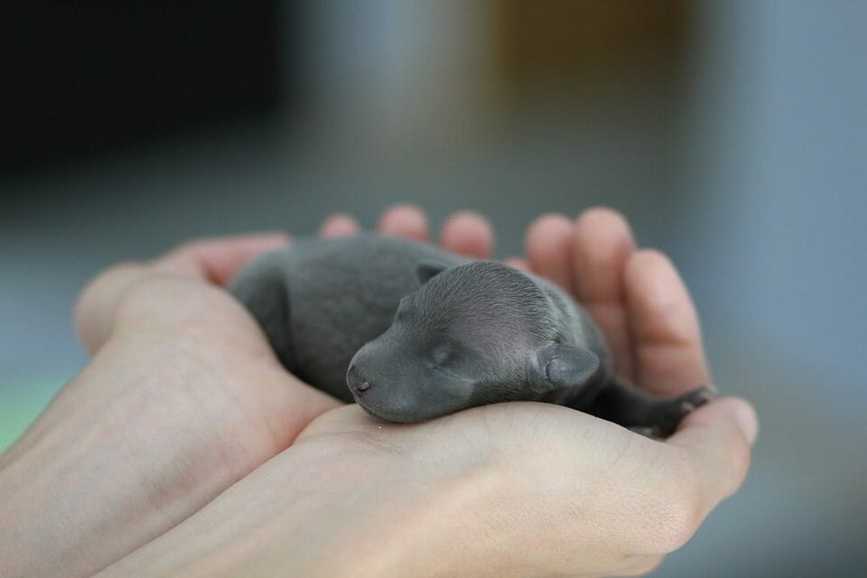 Newborn puppy