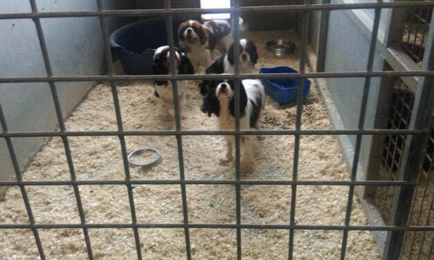 Investigation: Licensed Puppy Farms in Wales Are Slaughtering Innocent Dogs