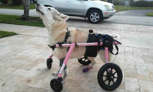 SIGN: Justice for Zorra, Disabled Dog Kidnapped and Left to Die