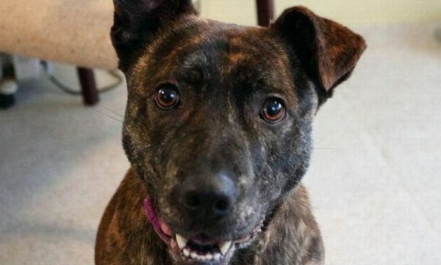 Britain’s ‘Loneliest Dog’ Finally Finds a Forever Home