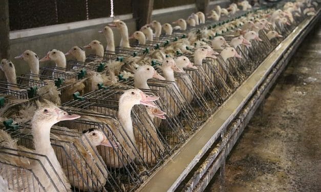 Animal Activists Are Suing America’s Largest Foie Gras Distributor for Deceptive Marketing