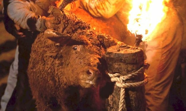 SIGN: Stop Cruel Festivals Where Terrified Bulls Are Tied Up and Set On Fire