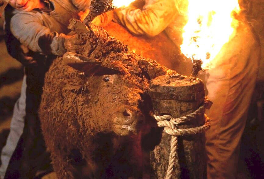 bull on fire