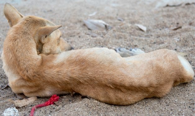 SIGN: Justice for Dog Starved to Nothing But Skin and Bone