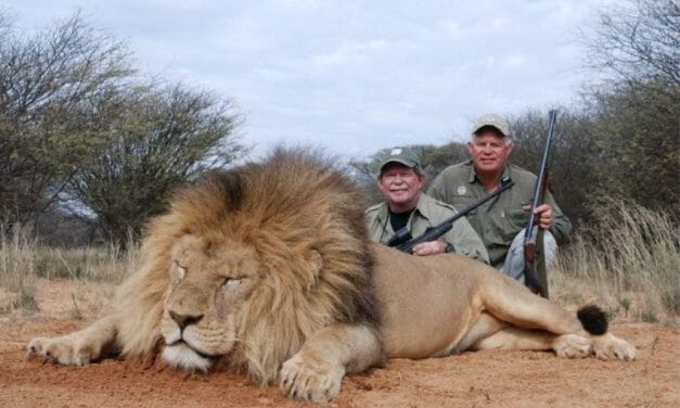 Your Voice Could Help End UK Trophy Hunting