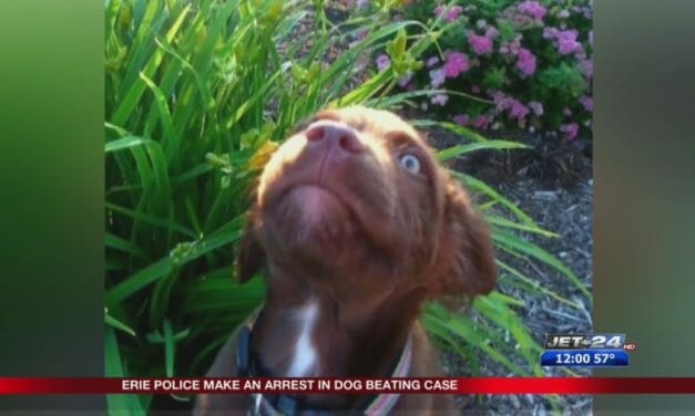 SIGN: Justice for Service Puppy Beaten to Death with Hammer