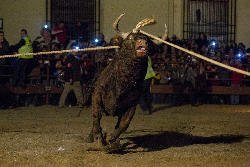 tortured bull whose horns are tied with rope and who is being pulled from opposite directions
