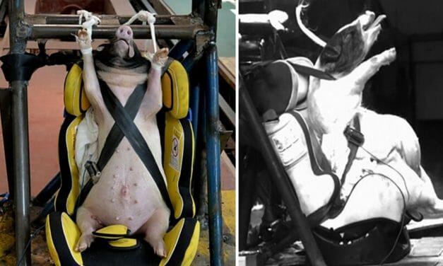 SIGN: Stop Using Live Pigs as Crash Test Dummies in Barbaric Experiments