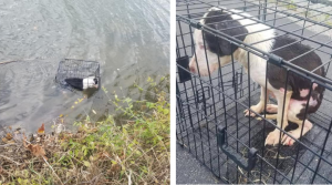 Dog in cage dumped in lake