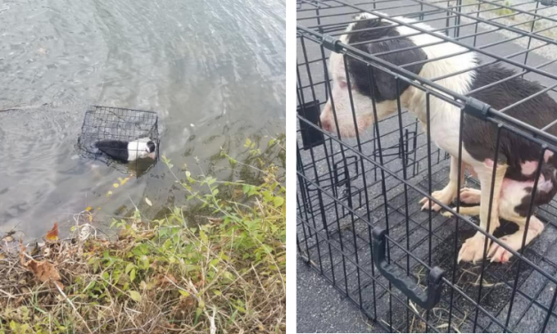 SIGN: Justice for Dog Beaten, Caged and Dumped into Lake to Drown