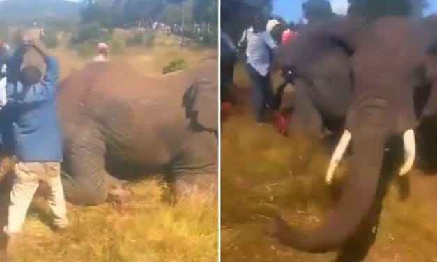 SIGN: Justice for Elephant Hacked to Death by Mob