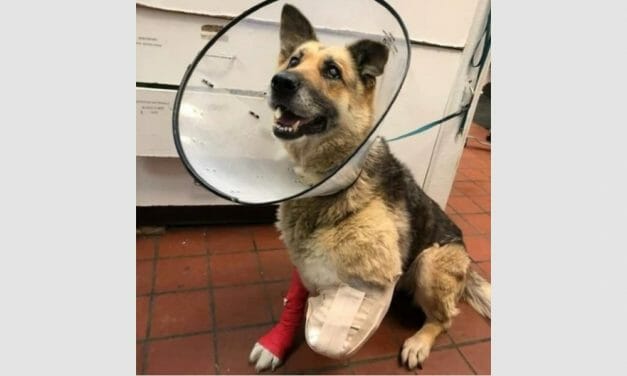 Sign: Justice for Dog Starved So Severely, She Chewed Off Her Own Leg