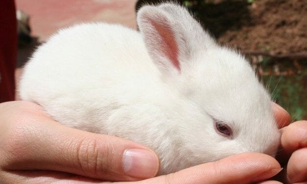 SIGN: Justice for Rabbit with Legs, Tail and Genitals Cut Off With Scissors