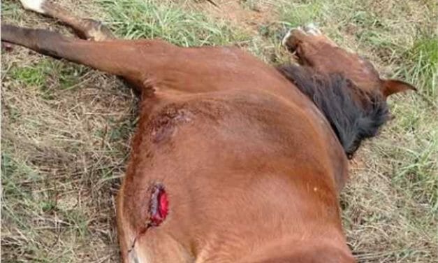 SIGN: Stop Serial Horse Stabber Slashing Innocent Animals in the Carolinas