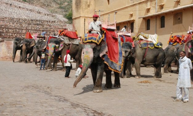 ‘Refuse To Ride Elephants’ Campaign Launched to Raise Awareness of Animal Cruelty