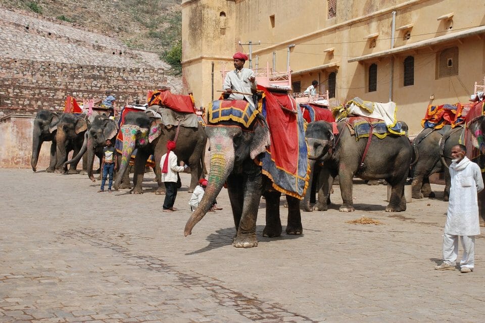 Elephant rides tourism Jaipur