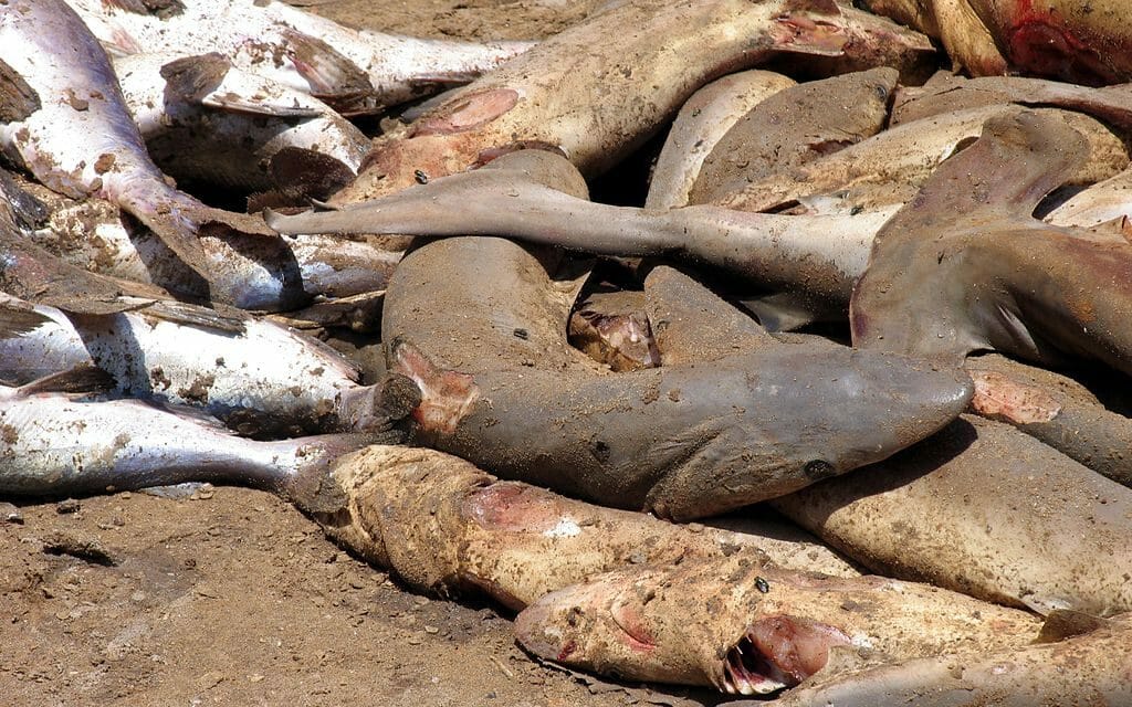 shark finning industry dead sharks piled on top of each other