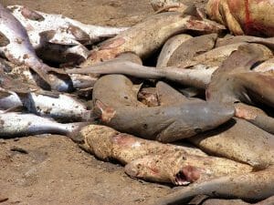 shark finning industry dead sharks