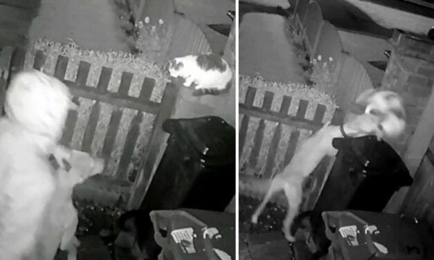 SIGN: Justice for Cat Gruesomely Mauled to Death at Man’s Command