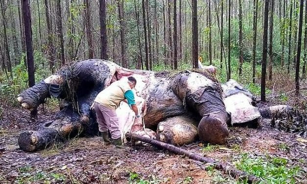 SIGN: Justice for Sumatran Elephant Brutally Decapitated, Tusks Hacked Off By Poachers